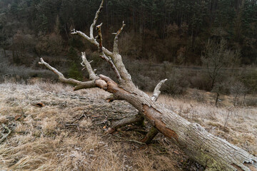 tree and bark pests. dead tree. The body of tree. bark of a tree, tree texture