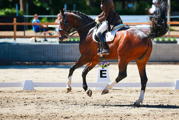 Brown dressage horse during the dressage test, the picture shows the horse at circle point E...