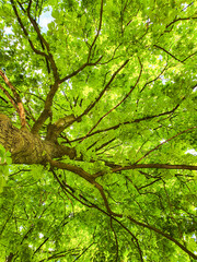 tree forest green nature