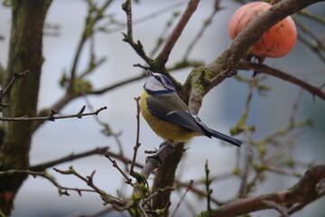 
blue tit on the pomegranate branch