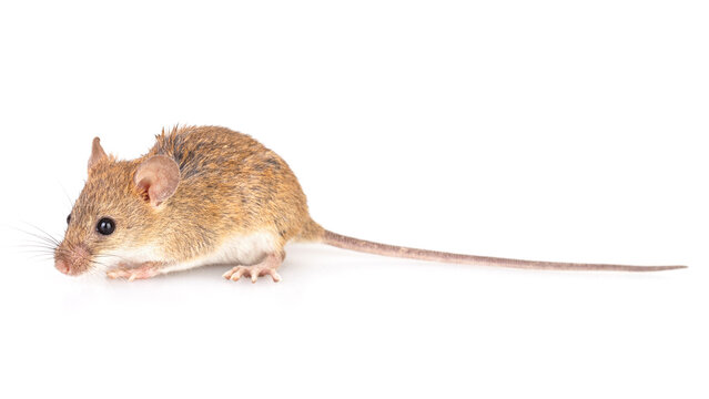 Brown common house mouse isolated on white background