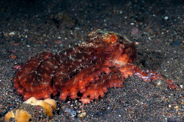 Starry Night Octopus - Callistoctopus luteus on the seabed. Underwater night life of Tulamben, Bali, Indonesia.