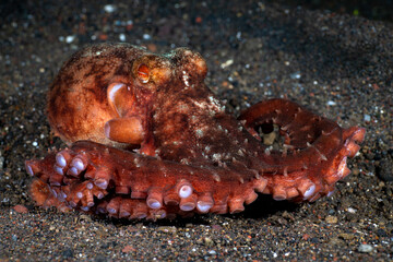 Starry Night Octopus - Callistoctopus luteus on the seabed. Underwater night life of Tulamben, Bali, Indonesia.