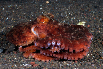 Starry Night Octopus - Callistoctopus luteus on the seabed. Underwater night life of Tulamben, Bali, Indonesia.