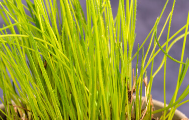 Schnittlauch in Nahaufnahme