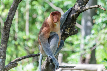 The proboscis monkey (Nasalis larvatus) or long-nosed monkey is a reddish-brown arboreal Old World monkey with an unusually large nose. It is endemic to the southeast Asian island of Borneo.