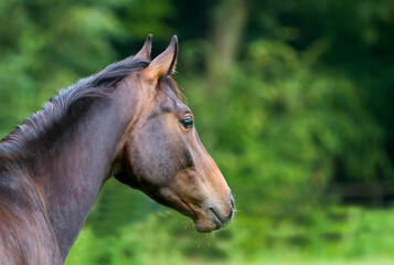 Horse brown, portrait of the head from behind with neck set, looks freely and attentively to the right..