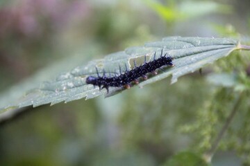 caterpillar on a leaf
