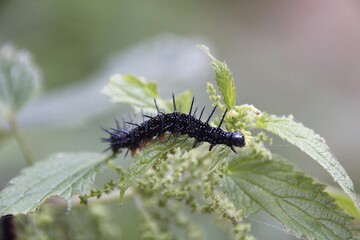caterpillar on a leaf