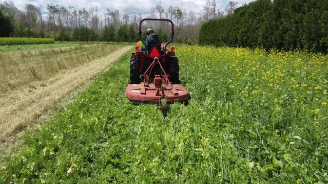 A low angle shot from behind a tractor cutting a mature cover crop down on an organic farm in the summer.