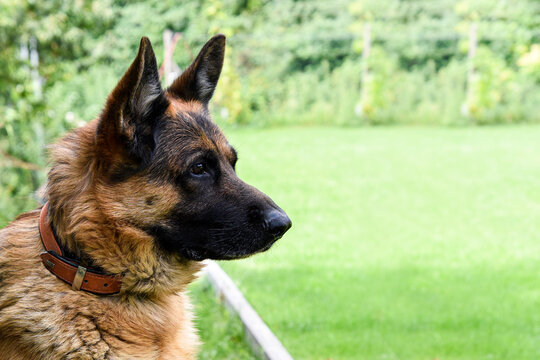 Dog German Shepherd , pet animal