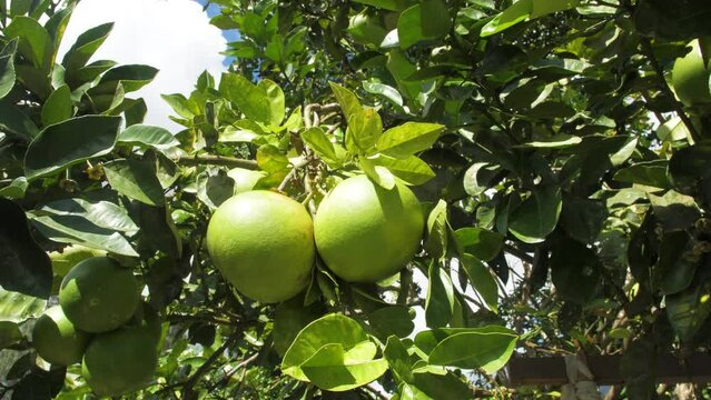 A green fruit in Bali | 4K video