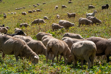 Grazing flock of sheep in green mountains.