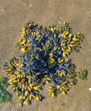 Blasentang (Fucus vesiculosus),Nordsee,Deutschland