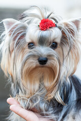 A girl without a face, holding a Yorkshire terrier dog on her hand. The dog looks away, on his head is a bow made of wool, and a red rose.