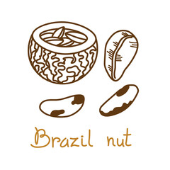 Brazil nut hand drawn graphics element for packaging design of nuts and seeds or snack. Vector illustration in line art style - 482560648