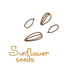sunflower seeds hand drawn graphics element for packaging design of seeds or snack. Vector illustration in line art style - 482561061