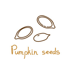Pumpkin seeds hand drawn graphics element for packaging design of seeds or snack. Vector illustration in line art style - 482561209