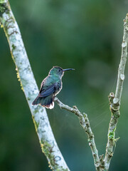 Kolibri