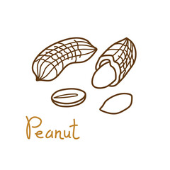 Peanut, groundnut hand drawn graphics element for packaging design of nuts and seeds or snack. Vector illustration in line art style - 482561641