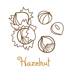 Hazelnut, filbert, cobnut, hazel hand drawn graphics element for packaging design of nuts and seeds or snack. Vector illustration in line art style - obrazy, fototapety, plakaty
