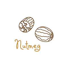 Nutmeg, mace hand drawn graphics element for packaging design of nuts and seeds or snack. Vector illustration in line art style