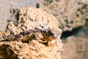 Bearded dragon , wildlife Reptile animal
