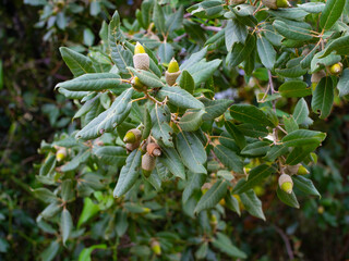 Holm oak branches with acorns and narrow green leaves. Evergreen tree. Quércus ílex