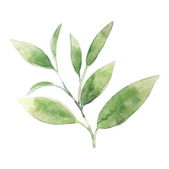 Watercolor green tea plant.