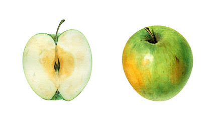 Half and whole green apple in realistic botanical watercolor illustration