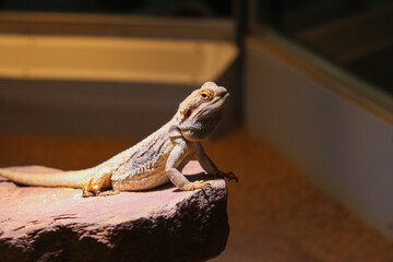 Bearded dragon , wildlife Reptile animal
