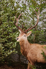 Naklejka na ściany i meble Deer in the woods , wildlife animal 