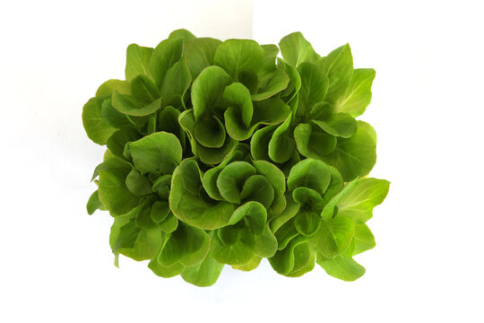 Salad, salanova seedlings in a pot isolated on white background. Organic gardening, plants in plastic cells. Copy space