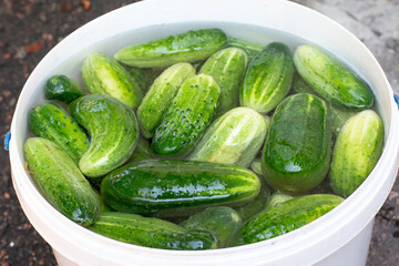 Pickling cucumbers in the countryside in the garden. Fresh cucumbers.