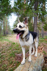 Atypical white Dog German Shepherd in a forest in a summer, spring or autumn day. Albino with white and black fur