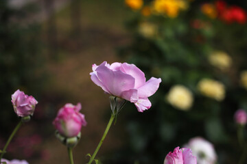 Little purple rose blooms in the summer garden.