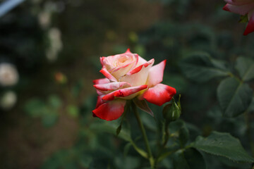 A colorful red-white summer rose blooms in the garden.