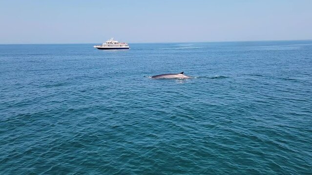 Whale Watching - Fin Whale Swimming In Sea Surface, Showing Its Backswept Dorsal Fin, With Tourist Boat Sailing In Distant Background. wide