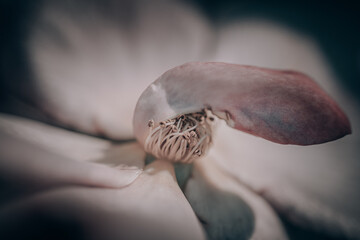 Flowers for interior decoration. Bokeh colorful