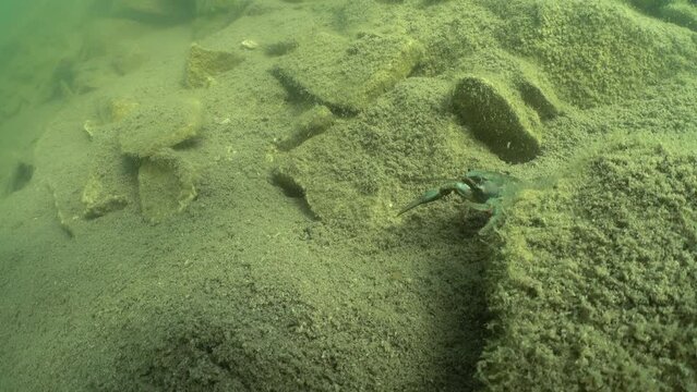 European crayfish (Astacus astacus) hiding behind a rock.
