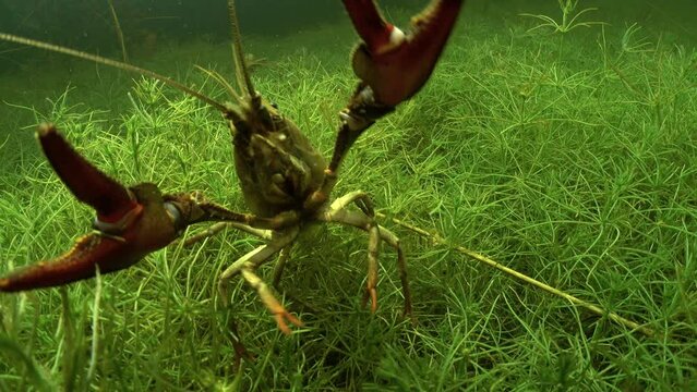 European crayfish (Astacus astacus) attacks the camera and then retreats.