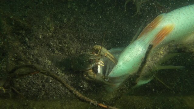 European crayfish (Astacus astacus) is trying to tear a piece of meat from dead fish.