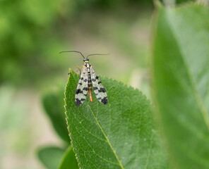 Fototapeta premium butterfly on a leaf