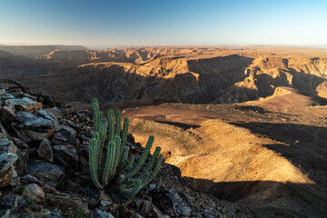 sunset in the fish river canyon namibia with cactus in front of mountains