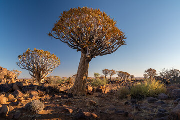Quiver trees under amazing blue sky at Namibia