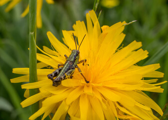 grasshopper on a yellow flower
