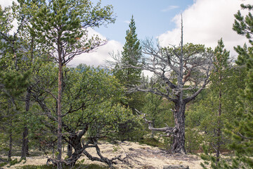 Trekking in Rondane National Park in Norway - the oldest national park in Norway with 10 peaks above  2,000 metres.