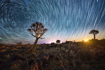 Wonderful night scene with quvier tree and startrails