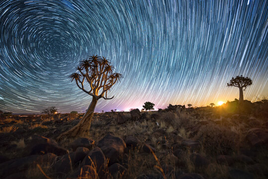 Wonderful night scene with quvier tree and startrails
