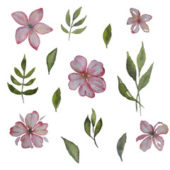 Spring, watercolor flowers, pink